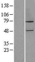 CYP27B1 Protein (Over-Expression Lysate Myc-DDK (Flag))
