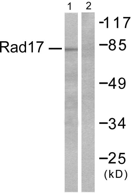 ABHD14A Antibody