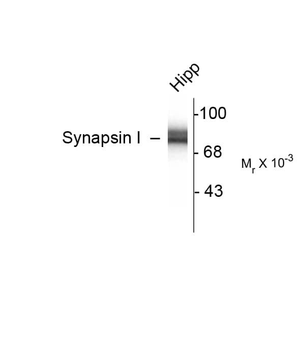 Polyclonal Rabbit anti-Bovine SYN1 / Synapsin 1 Antibody (IHC, WB)