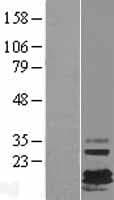 FXYD7 Protein (Over-Expression Lysate Myc-DDK (Flag))