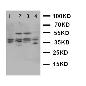 BUB3 Antibody (aa76-90)