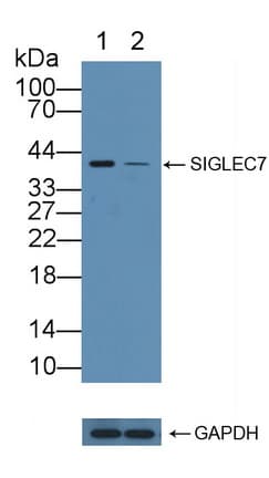 Polyclonal Rabbit anti-Human SIGLEC7 / CD328 Antibody (aa18-353, WB)