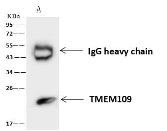 Polyclonal Rabbit anti-Human TMEM109 Antibody (WB)