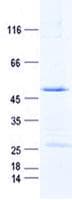 Human ICAM4 / CD242 Protein (Recombinant GST, N-terminus + His, C-terminus)