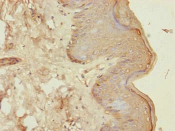CENPK Antibody