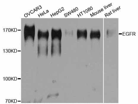 EGFR Antibody