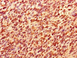 Polyclonal Rabbit anti-Human TCEAL8 Antibody