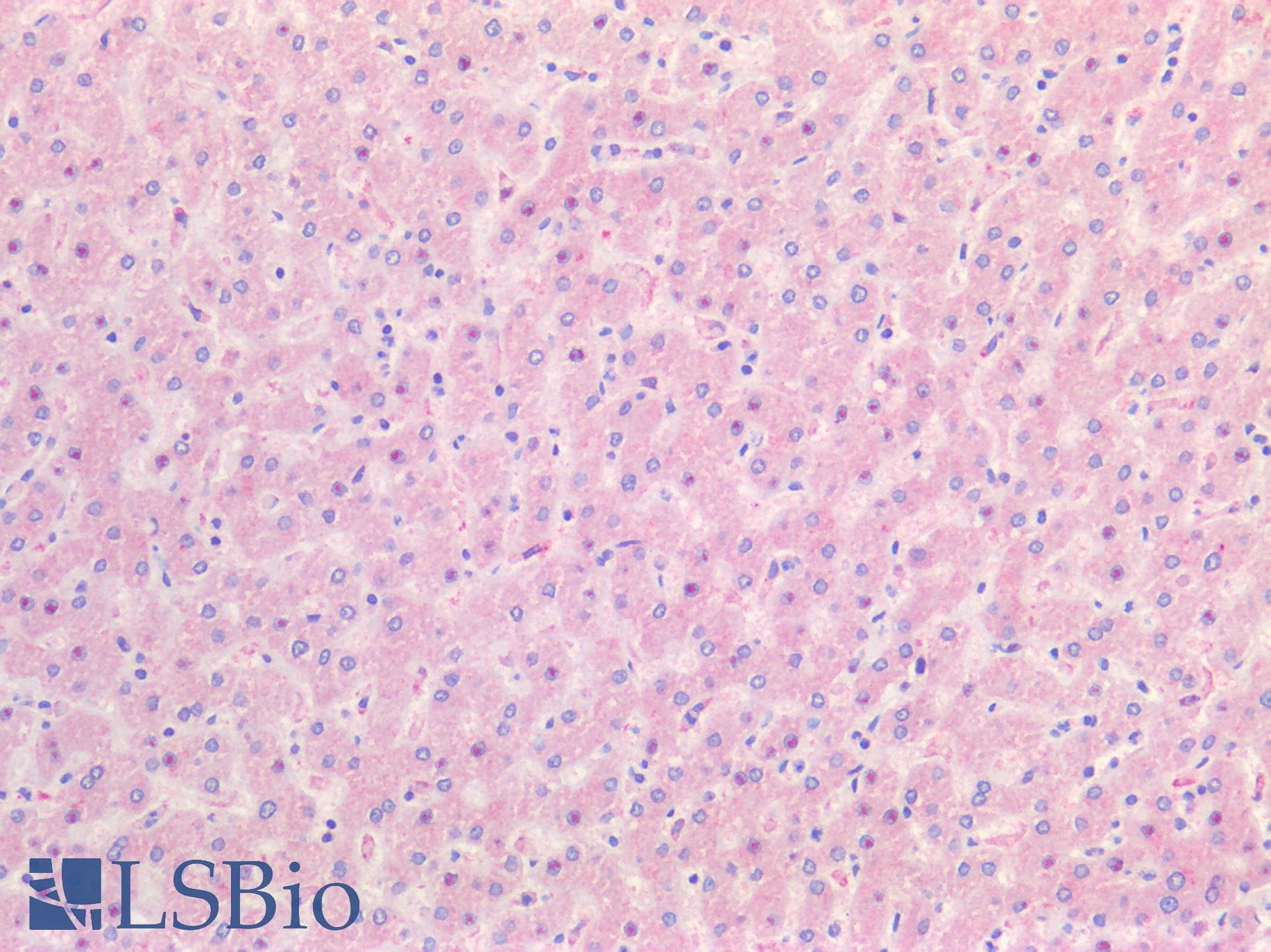PathPlus™ IGF2 Antibody (aa81-93)