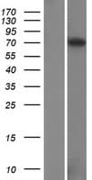 Human FAM178B Protein (Over-Expression Lysate Myc-DDK (Flag))