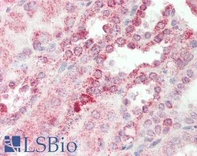SEC14L2 Antibody (aa168-217)