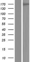 PLEKHH2 Protein (Over-Expression Lysate Myc-DDK (Flag))