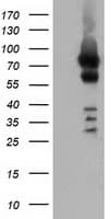 VWA5A Antibody (clone OTI2G7)