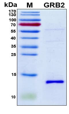 Human GRB2 Protein (Recombinant 6His, N-terminus)