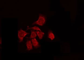 BCL2L12 Antibody