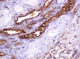 EMA / MUC1 Antibody (clone OTI2E3)