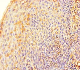 TERF2 / TRF2 Antibody