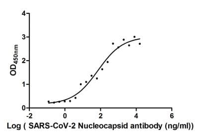Recombinant Monoclonal Human anti-Coronavirus SARS-CoV-2 Nucleoprotein Antibody (clone 1A6, aa1-419, WB)