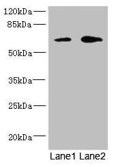 REC8 Antibody