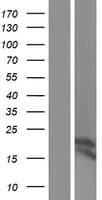 SNRPD1 / SMD1 Protein (Over-Expression Lysate Myc-DDK (Flag))