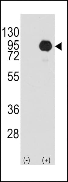 BRAF / B-Raf Antibody (Ser445)