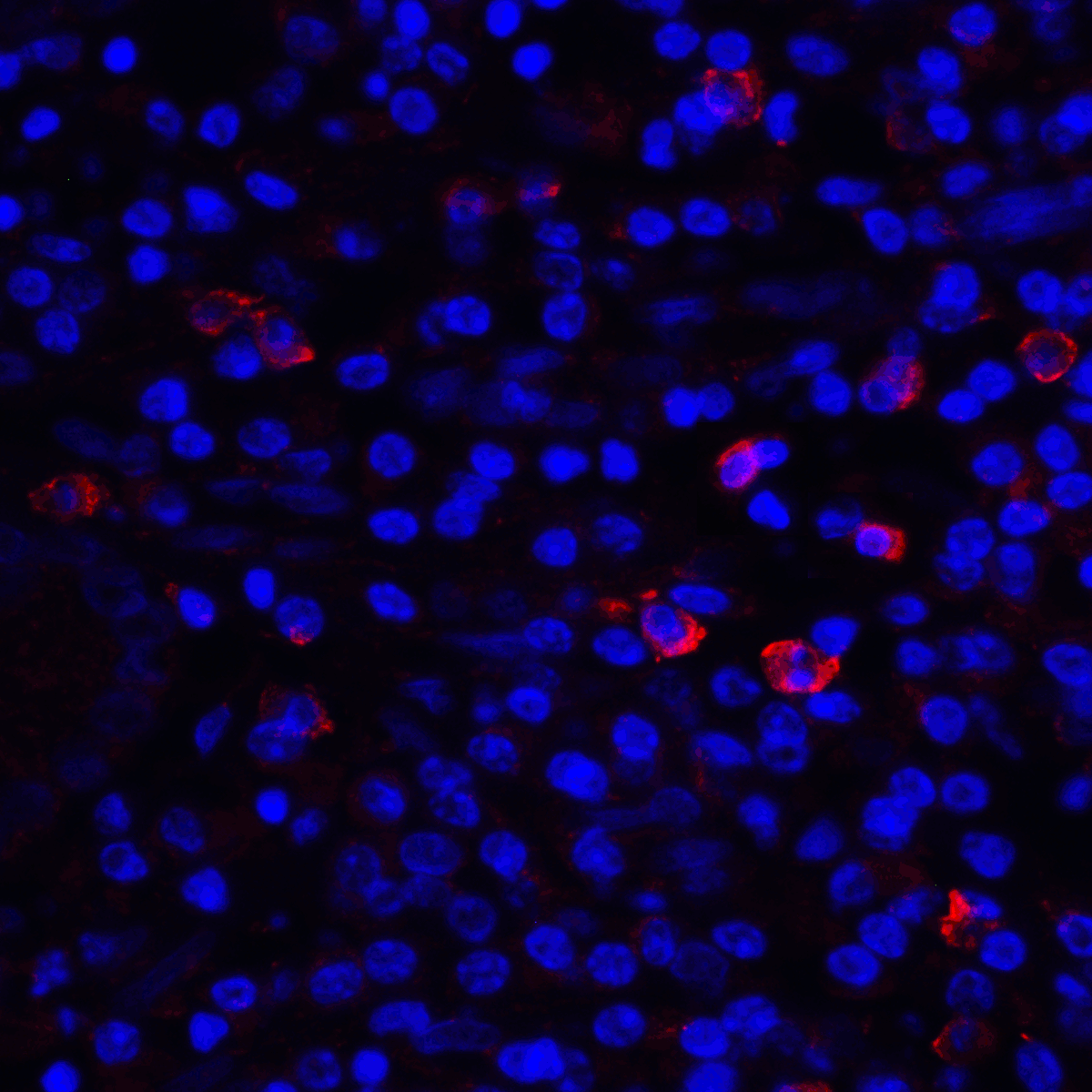 CD80 Antibody (clone 12D9)