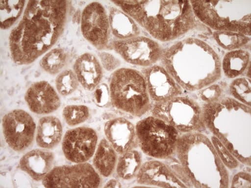 CD40 Antibody (aa21-166, clone OTI1F12)