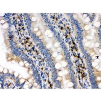 IDH2 Antibody (aa413-447)