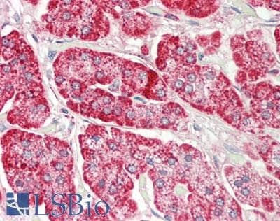 Polyclonal Rabbit anti-Mouse RPS12 / Ribosomal Protein S12 Antibody (C-Terminus, IHC, WB)