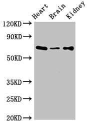 SLC6A13 / GAT-2 Antibody