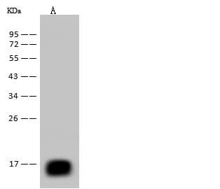 Reg3b Antibody (clone 005, Preservative Free)