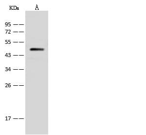 ATP6V1C1 Antibody (Preservative Free)