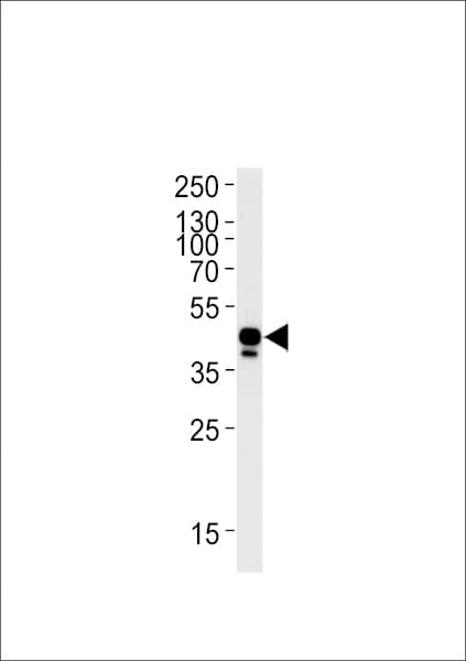 efnb2a Antibody (aa163-194)