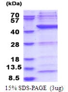 Human POLR1C / RPA39 Protein (Recombinant His)