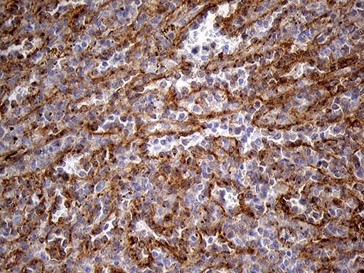 IFITM2 Antibody (clone OTI6D11)