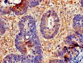CDC6 Antibody