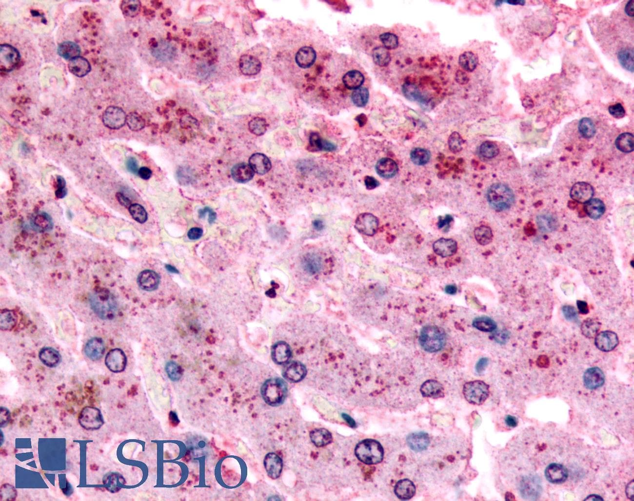 IHC-plus™ PGR1 / GPR153 Antibody (C-Terminus)