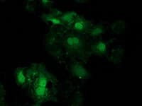 EIF4E2 / IF4e Antibody (clone OTI1F11)