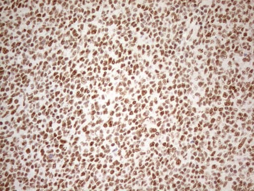 WTAP Antibody (aa2-106, clone OTI12G7, Carrier-free)