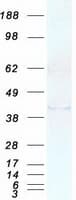 Human RBFOX1 / A2BP1 Protein (Recombinant Myc-DDK (Flag))