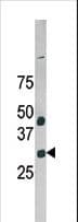 GAS41 Antibody (aa16-46)