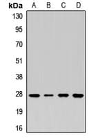 STX8 / Syntaxin 8 Antibody