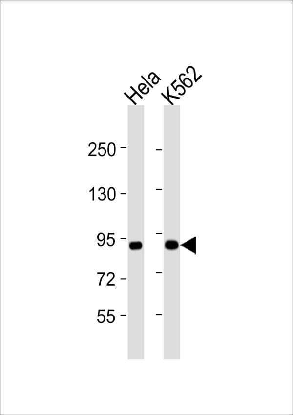 MRE11A / MRE11 Antibody