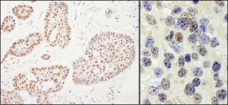 RTF1 Antibody (C-Terminus)