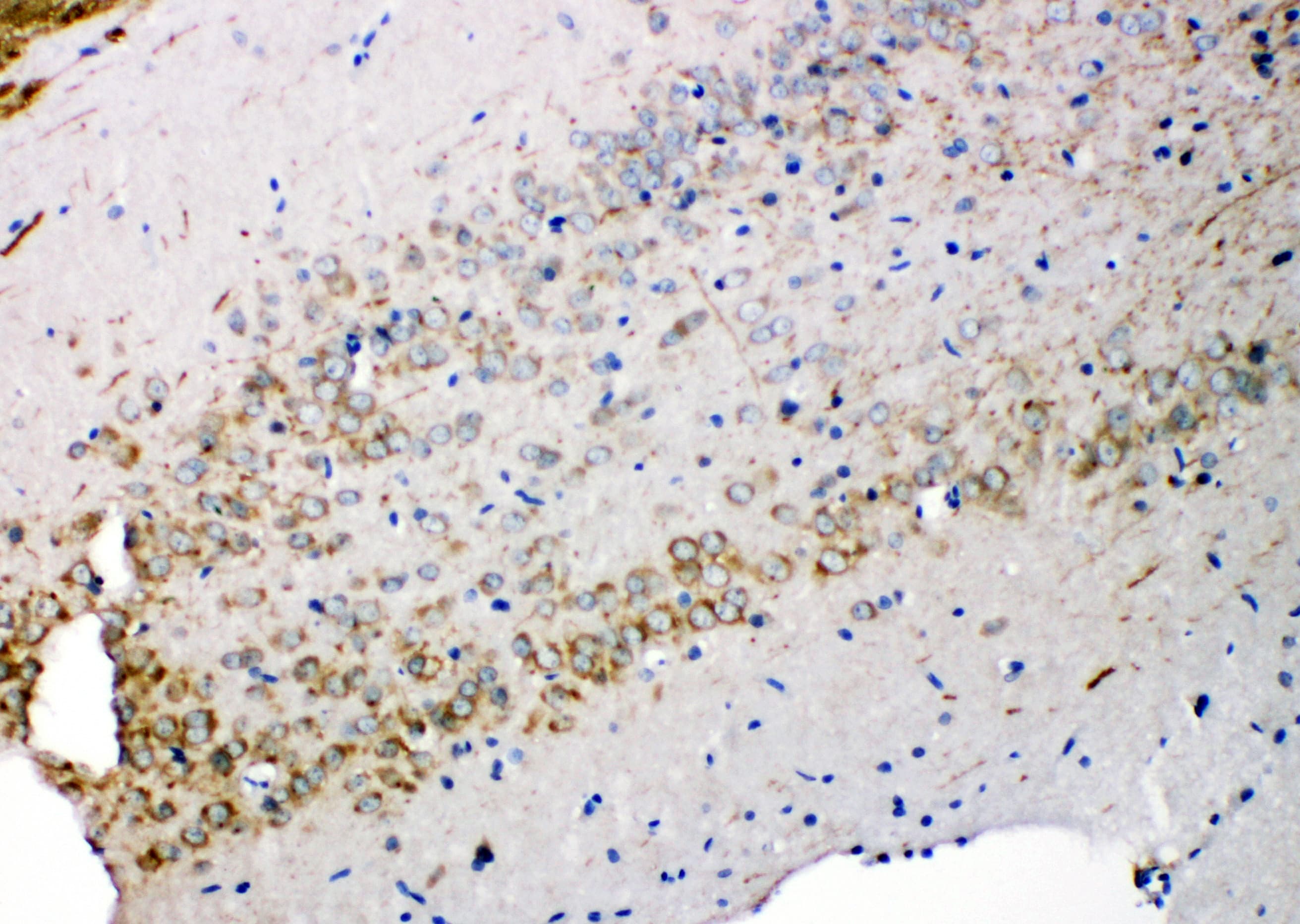 Polyclonal Rabbit anti-Mouse SDC3 / Syndecan 3 Antibody (aa45-60, IHC, WB)