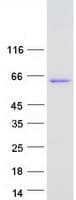 Human RUFY3 / RIPX Protein (Recombinant Myc-DDK (Flag))