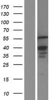 ETV3 Protein (Over-Expression Lysate Myc-DDK (Flag))