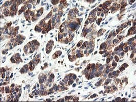 CNDP2 Antibody (clone OTI6D3)