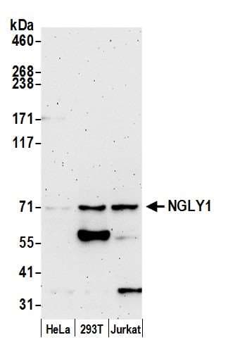 NGLY1 Antibody (aa250-300)