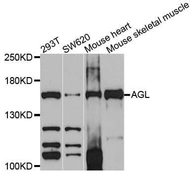 AGL Antibody