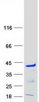 Human PQBP1 Protein (Recombinant Myc-DDK (Flag))